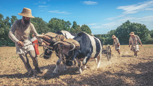 1127 - Labour des champs